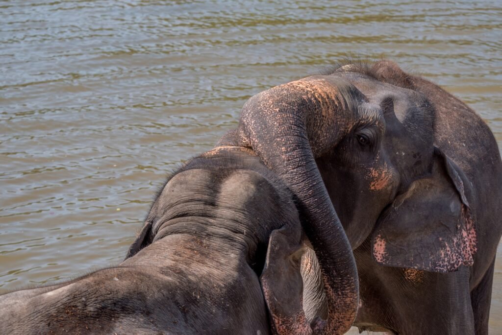 Elephants bathing in the river
