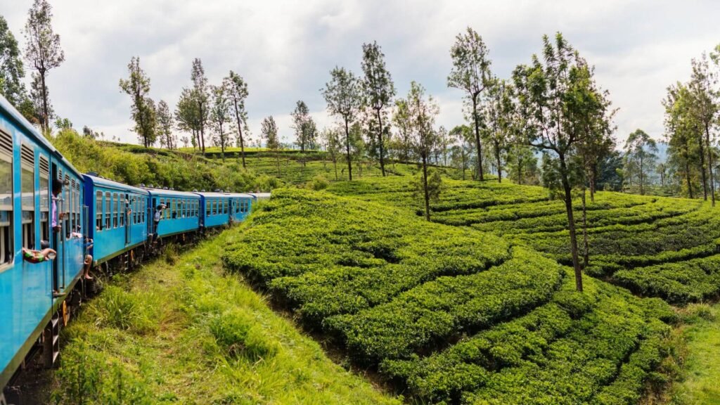sri-lanka-blue-train-tea-plantation