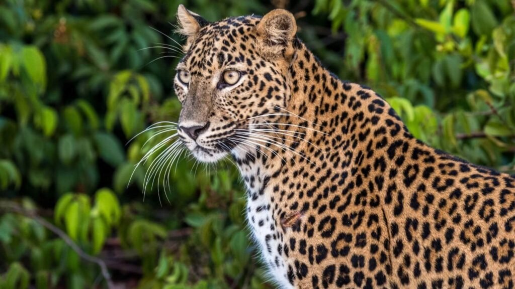 sri-lankan-leopard-closeup-yala