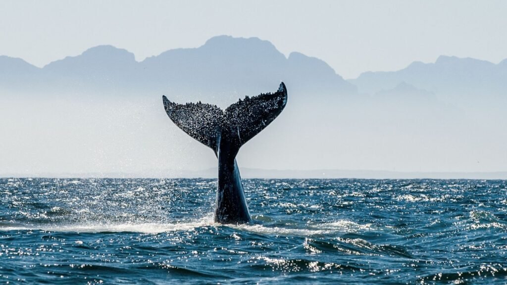 kalpitiya-whale-tail-splash