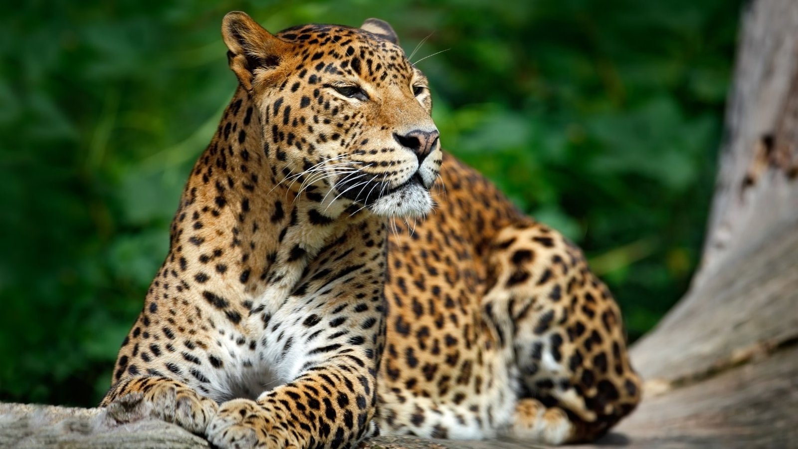leopard-yala-sri-lanka