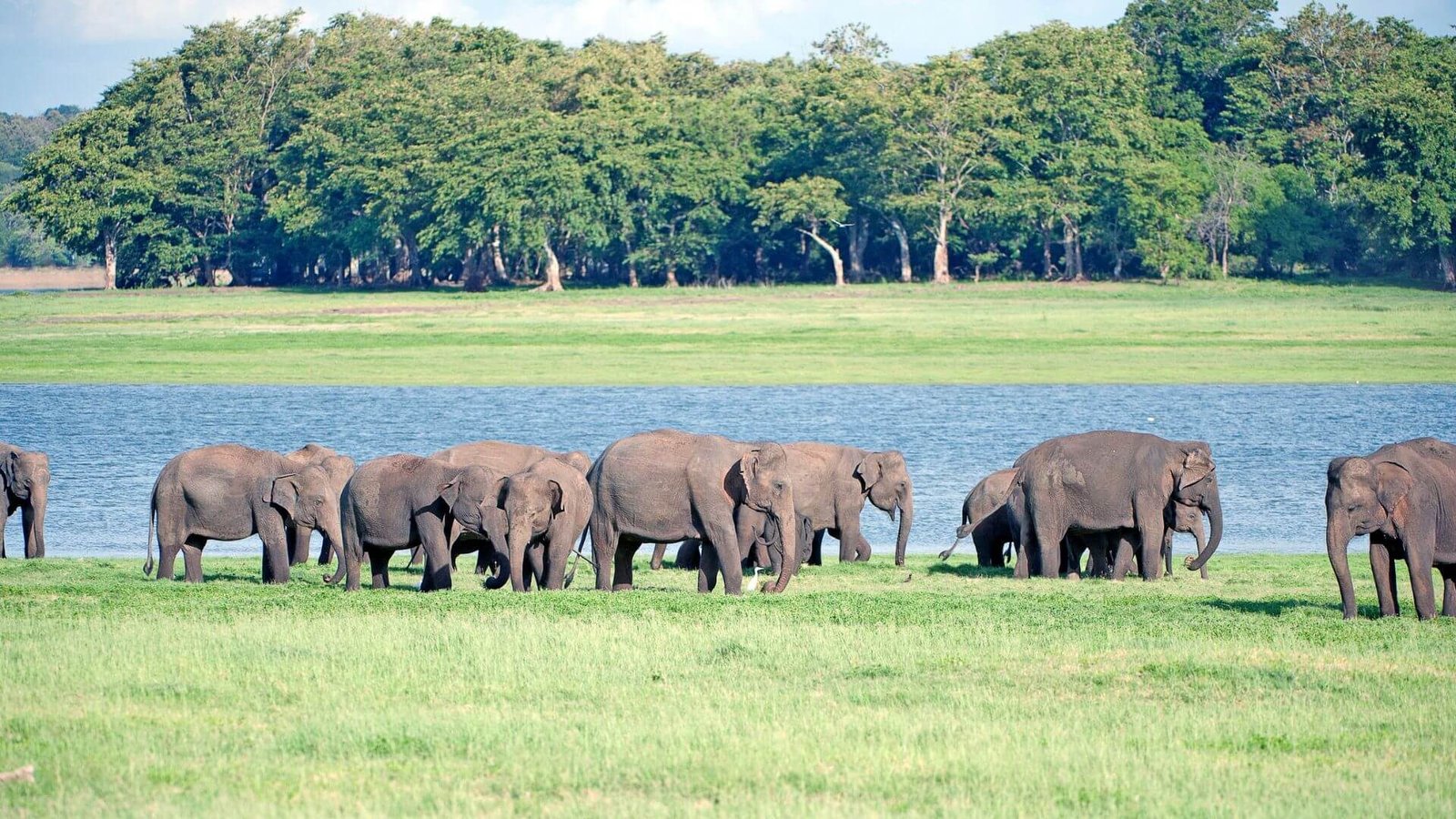 minneriya-national-park-elephants-sri-lanka.jpg